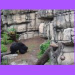 Sloth Bear 2.jpg